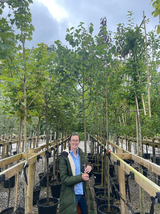 Tilia C. Greenspire Standard 8-10cm Girth