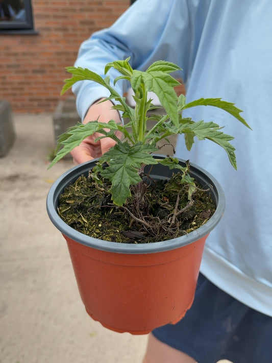 Echinops Veitch's Blue 2 Litre Pot