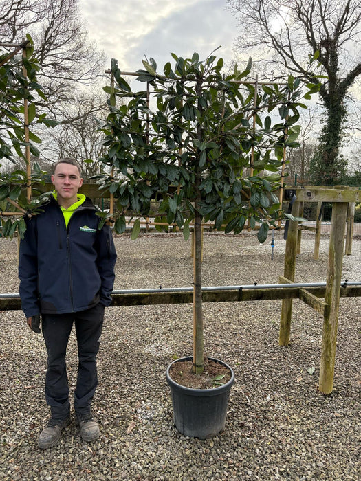 Prunus laur. Novita Pleached Half Standard