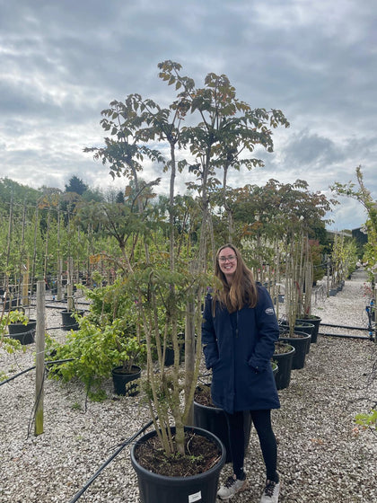 Aralia Elata 80 Litre Pot