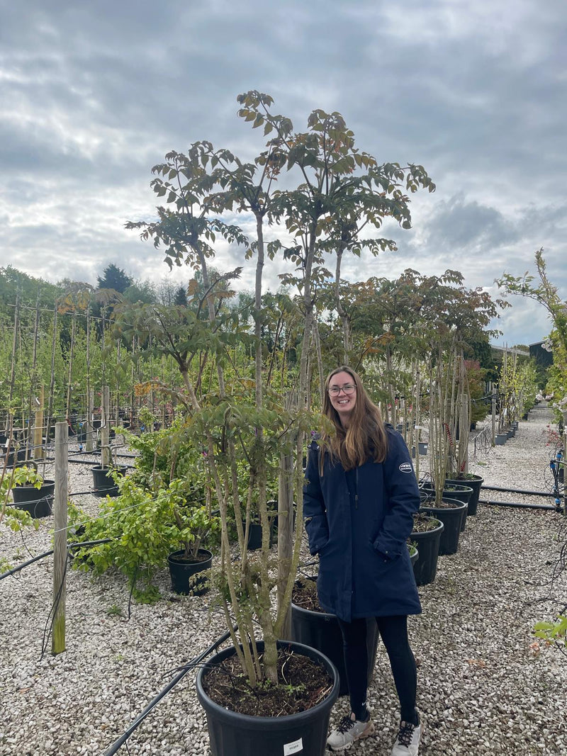 80 litre plant pot Aralia Elata 80 Litre Pot — Grasslands Nursery