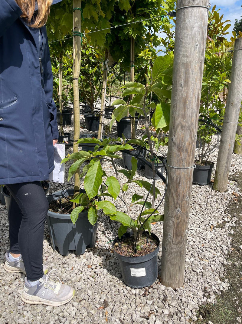 Magnolia Emperor 7.5 Litre Pot