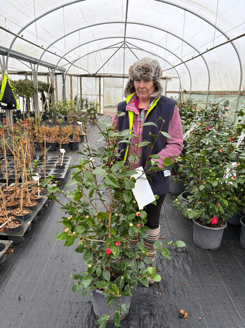 Camellia Jap. Blood of China 15 Litre Pot
