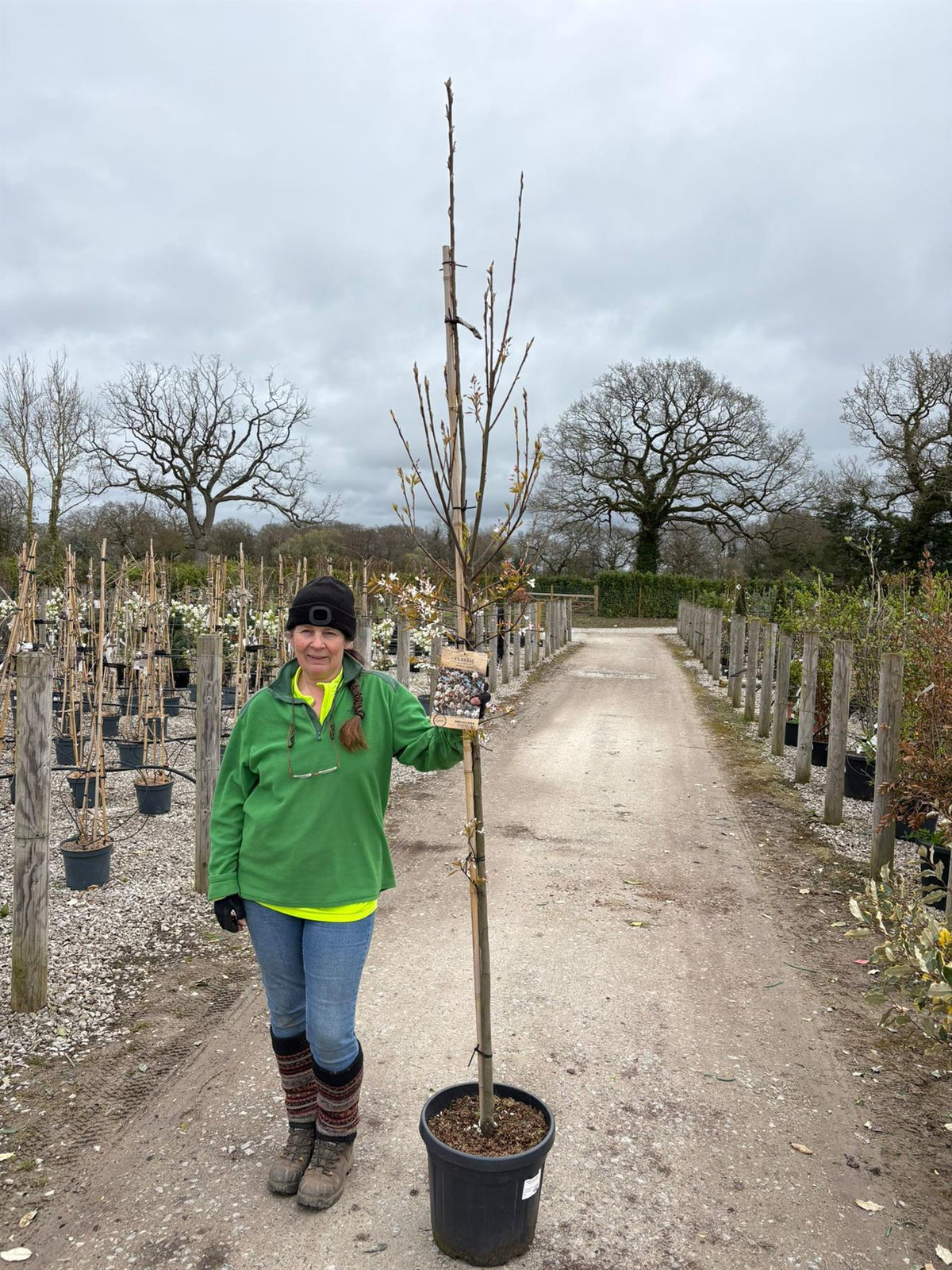 Amelanchier arb. Robin Hill 20 Litre Pot 250/300cm Tall
