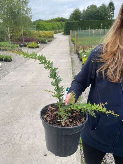 Berberis Frikartii Amstelveen 3 Litre Pot