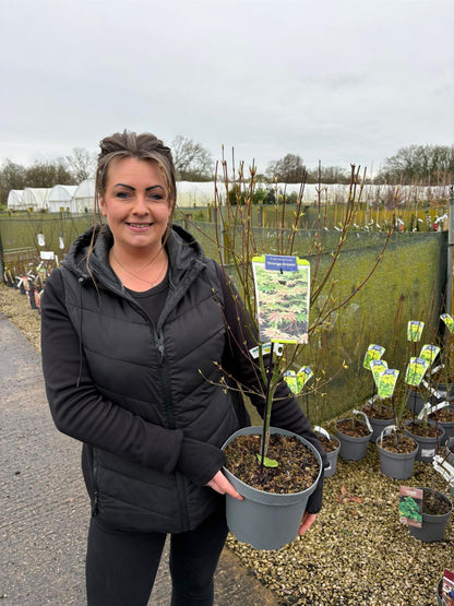 Acer Palmatum Orange Dream 5 Litre Pot
