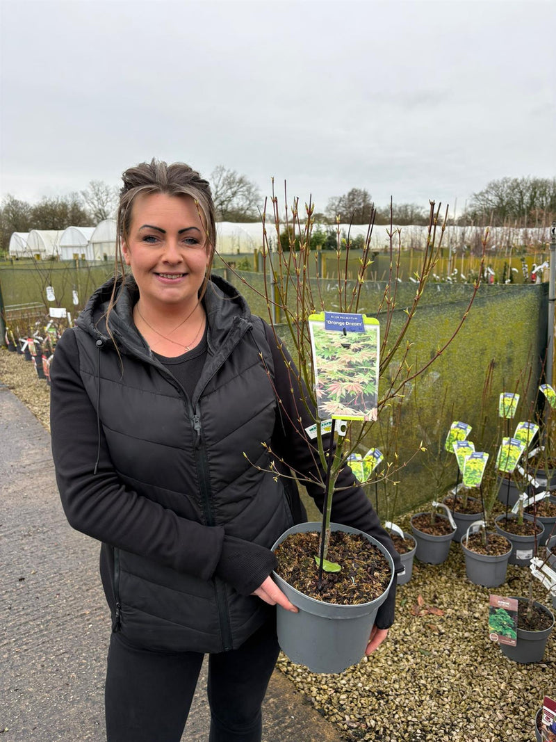 Acer Palmatum Orange Dream 5 Litre Pot