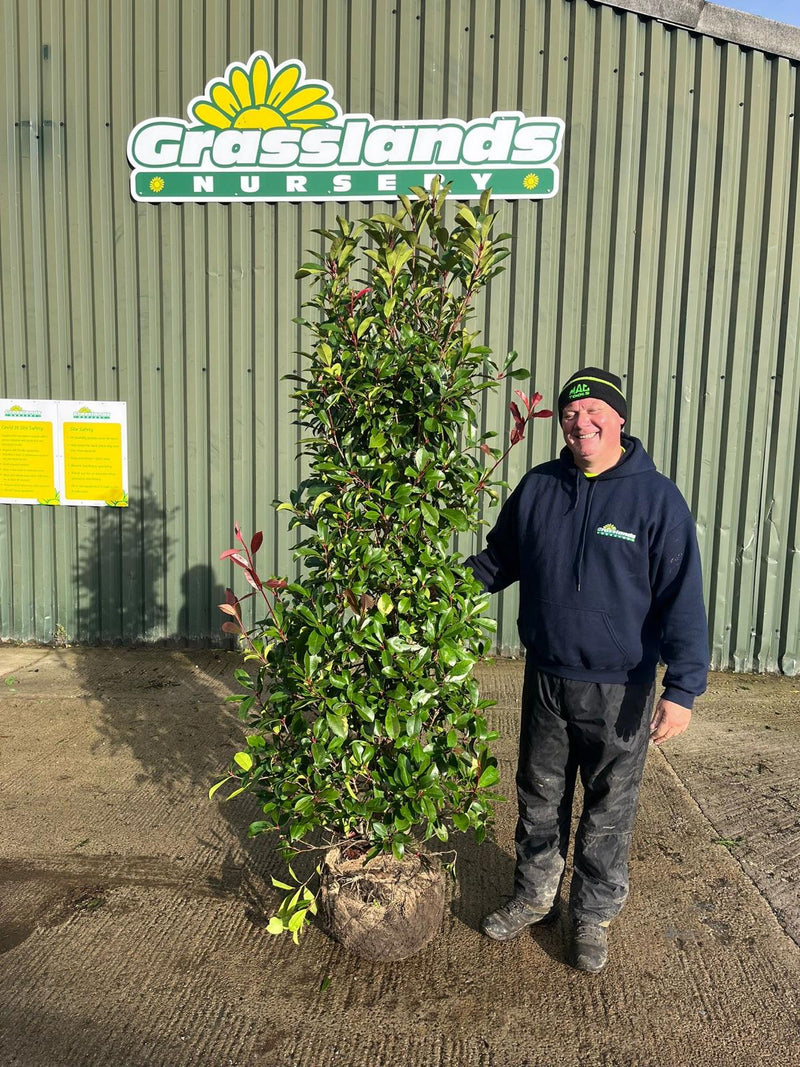 Photinia Red Robin Root Ball 190/210cm Specimen Pre Order October
