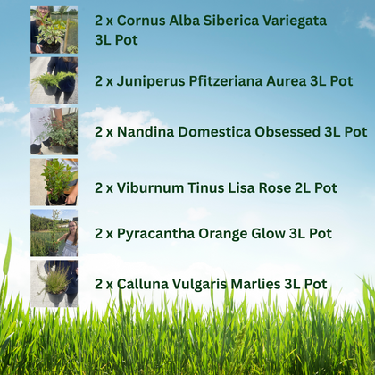 12 x Winter Colour Border Pack