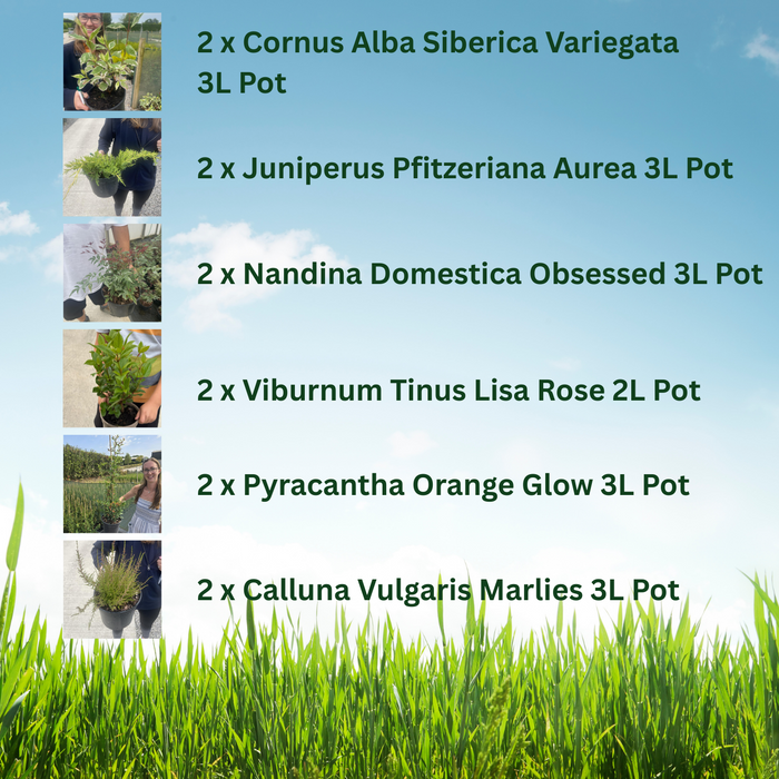 12 x Winter Colour Border Pack