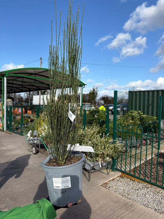 Cytisus x praecox Albus 4.5 Litre Pot