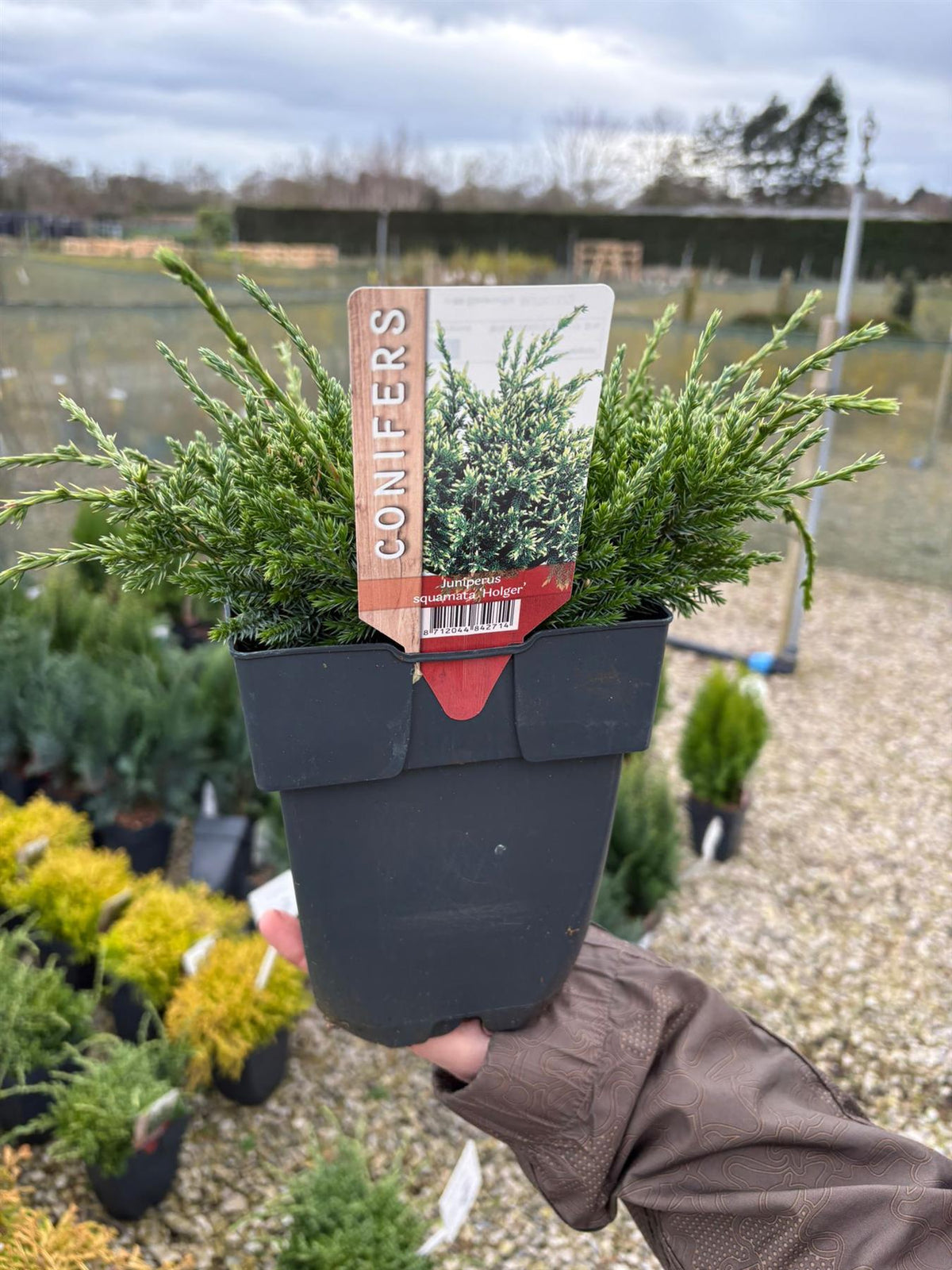 Juniperus Hagar 2 Litre Pot