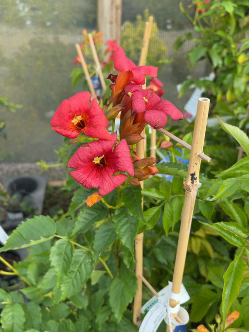 Campsis x tal. Ebony and Red 4 Litre