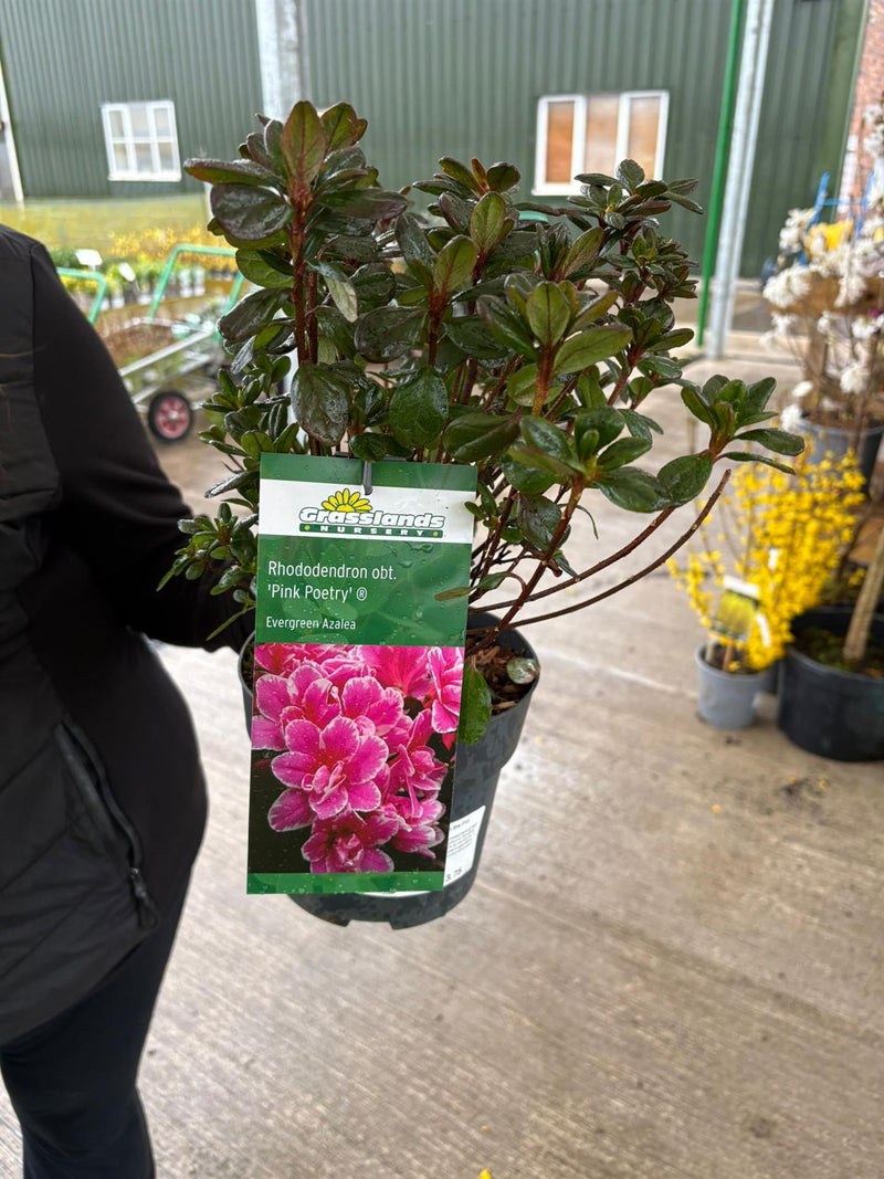 Azalea obt. Pink Poetry 2.3 Litre Pot — Grasslands Nursery