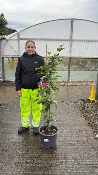 Magnolia Genie 15 Litre Pot