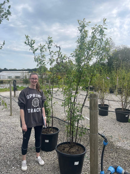 Prunus Serrula Multi Stem 175/200cm Root Ball Delivery November