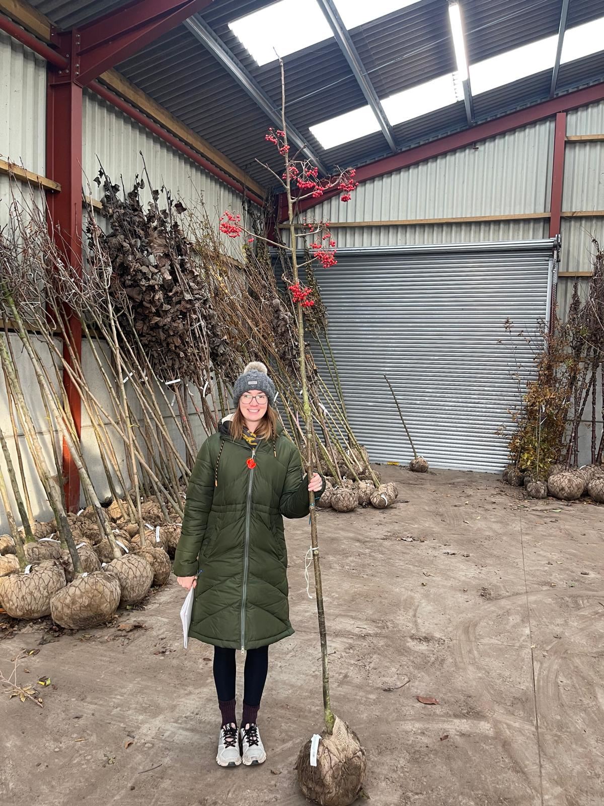 Sorbus Olympic Flame 6-8cm Girth Standard Root Ball Delivery From November Onwards