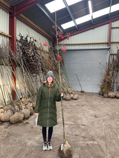 Sorbus Olympic Flame 6-8cm Girth Standard Root Ball Delivery From November Onwards