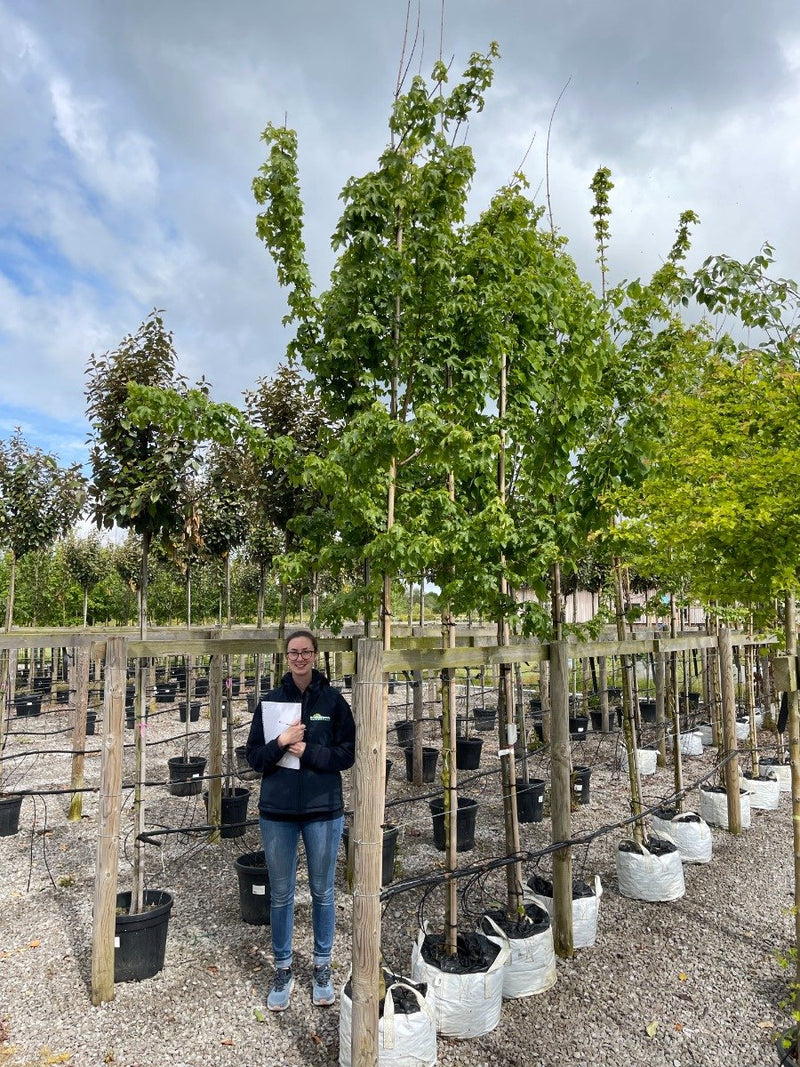 Acer campestre Elsrijk Extra Heavy Std 10-12cm G. Pot Grown