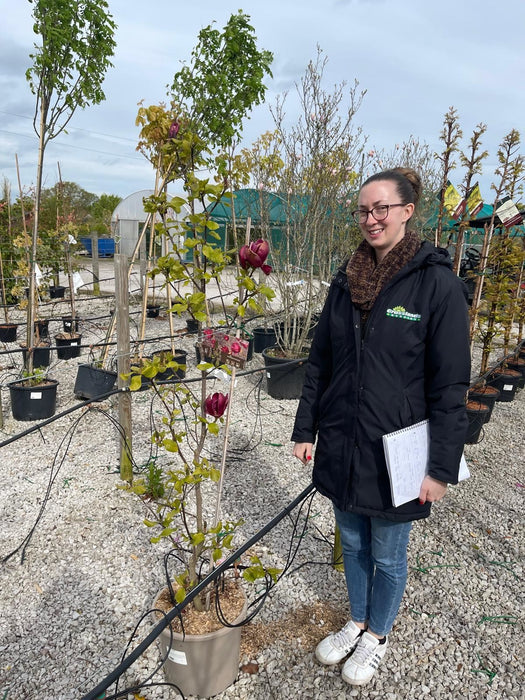 Magnolia loeb. Leonard Messel 15 Litre Pot