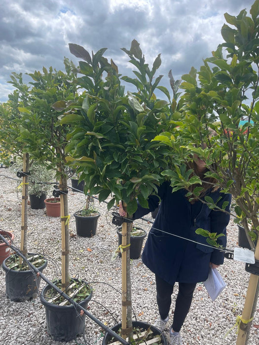 Magnolia Susan 25 Litre Pot Half Standard