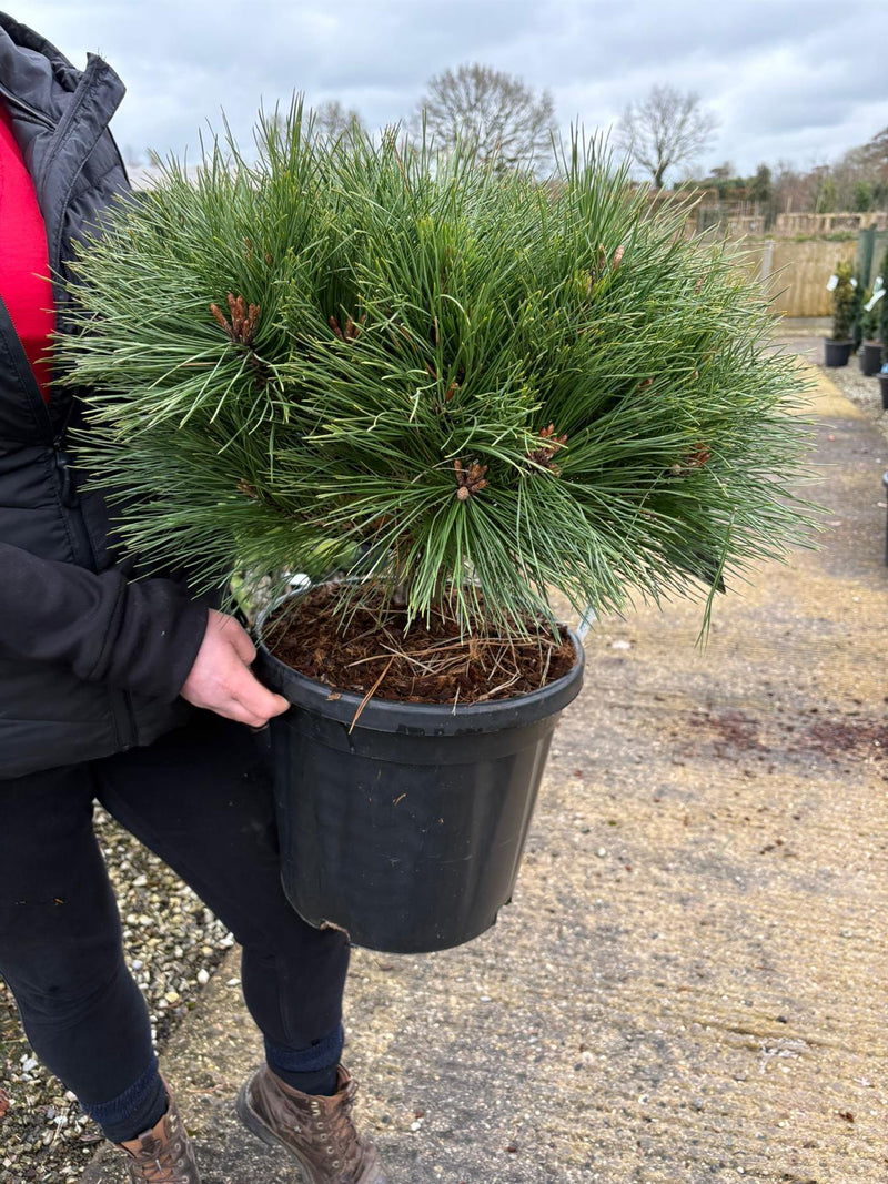Pinus Nigra Brepo 18 Litre Pot