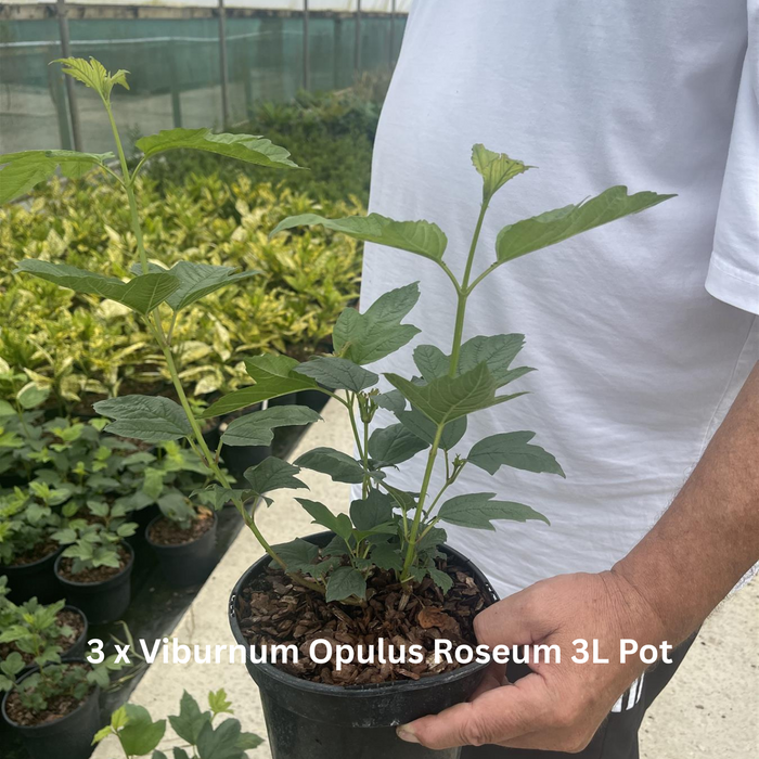 12 x Fragrant Shrub Mix Border Pack