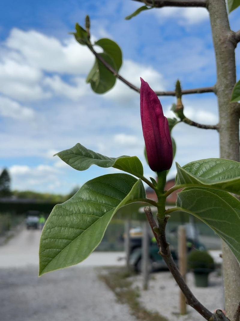 Magnolia Rose Marie Tree 8/10cm Girth