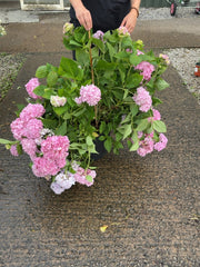 Hydrangea Macro Endless Summer Blue 20 Litre Pot 60/80cm