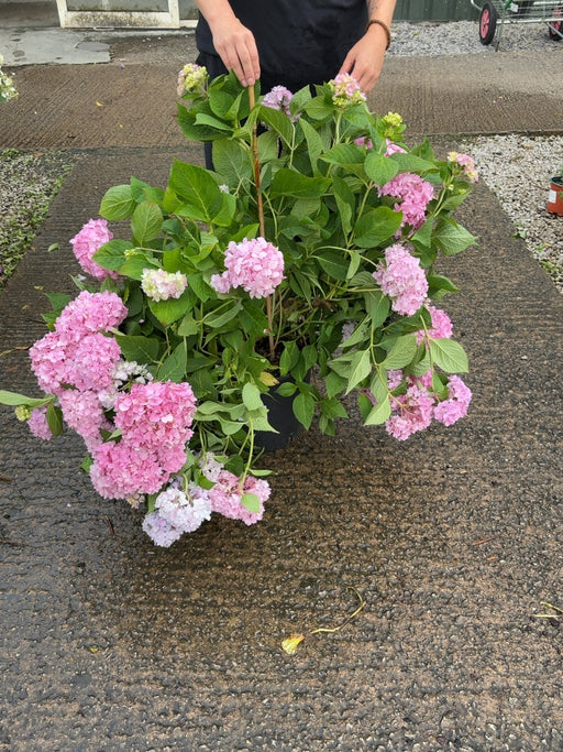 Hydrangea Macro Endless Summer Blue 20 Litre Pot 60/80cm