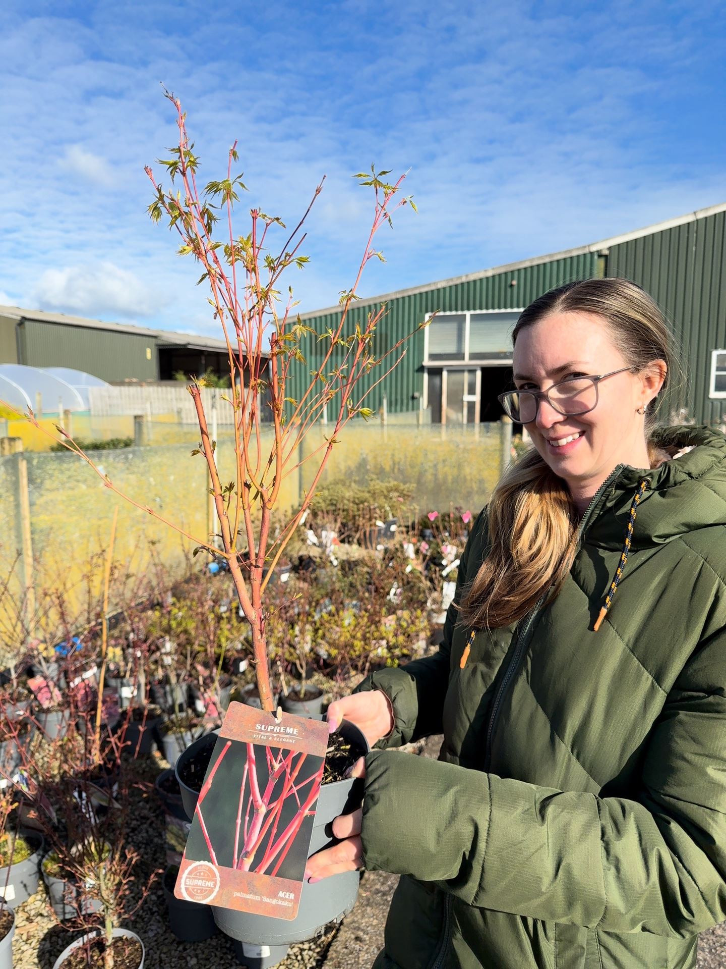 Acer Palmatum Sangokaku 4 Litre Pot 40/60cm Tall — Grasslands Nursery