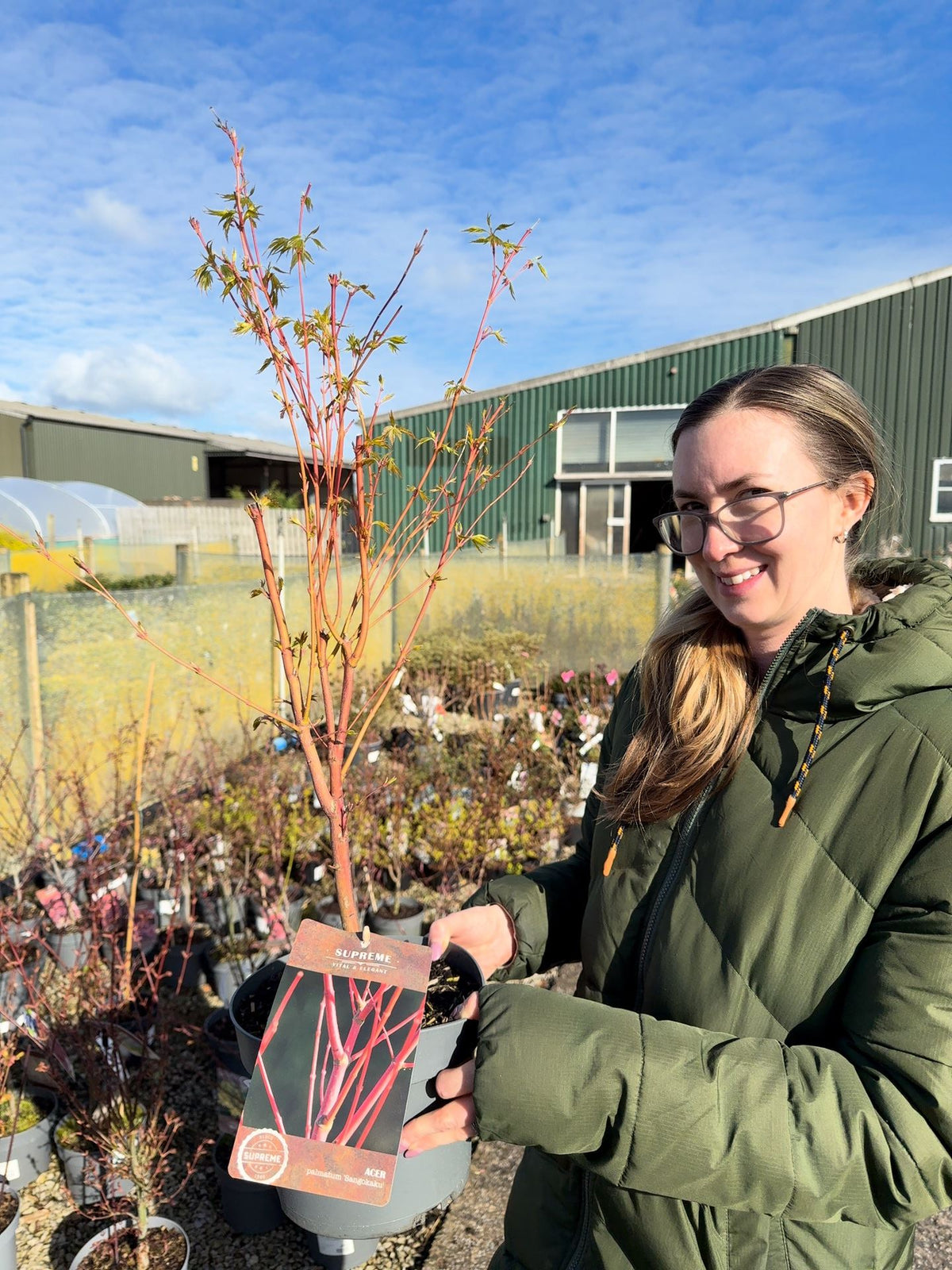 Acer Palmatum Sangokaku 4 Litre Pot 40/60cm Tall