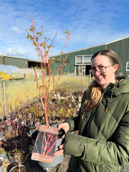 Acer Palmatum Sangokaku 4 Litre Pot 40/60cm Tall