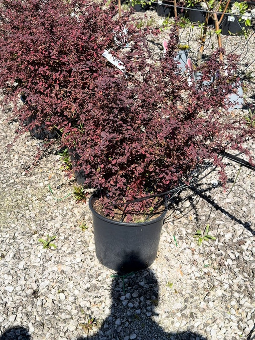 Berberis thun. Harlequin 20 Litre Pot 60/80cm Tall