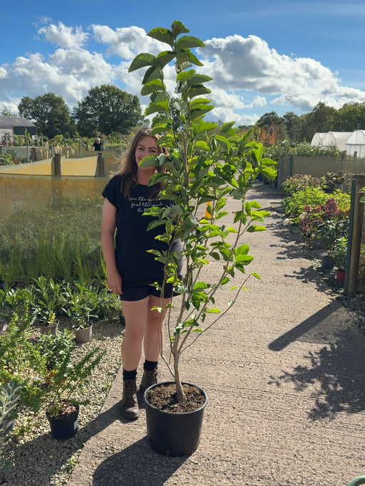 Magnolia Daphne 20 Litre Pot 150/175cm
