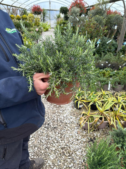 Rosmarinus Prostratus 6 Litre Pot