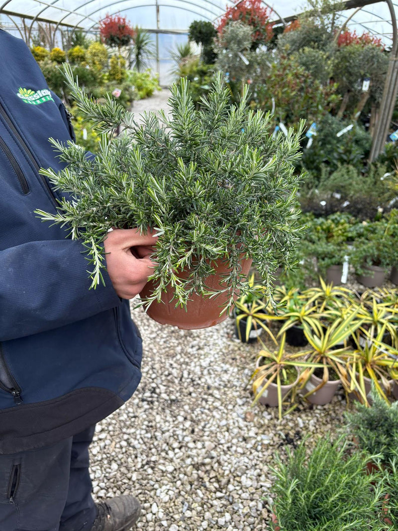 Rosmarinus Prostratus 6 Litre Pot