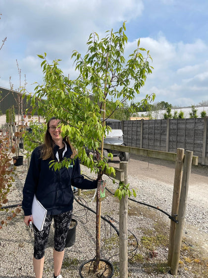 Prunus Serrula Amber Scots 15 Litre Pot