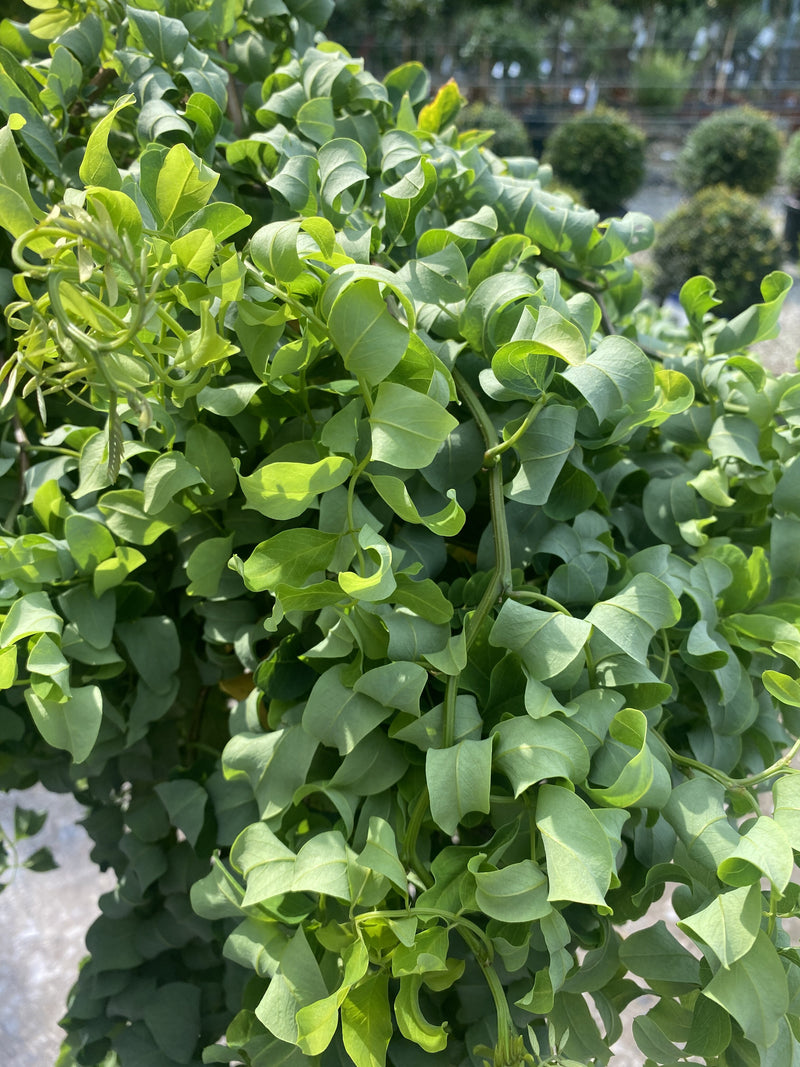 Robinia pseud. Twisty Baby 5 Litre Pot Half Standard