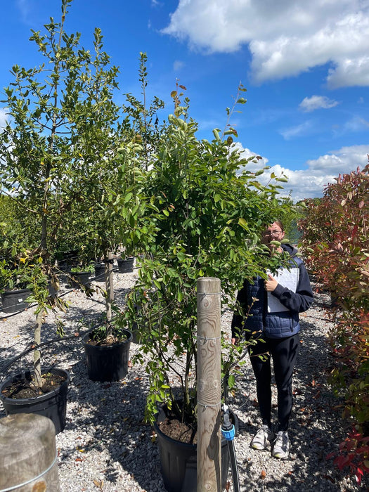 Amelanchier Lamarckii Multi Stem 175/200cm Rootballed