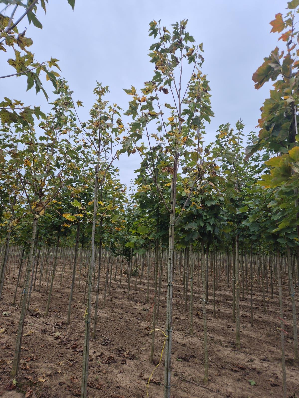 Acer Plat Drummondii 8-10cm Girth