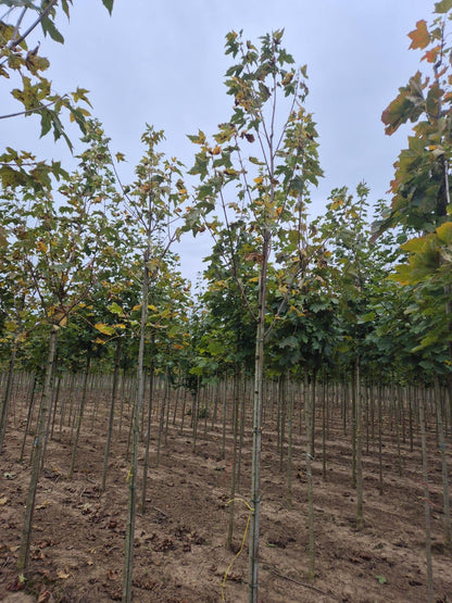 Acer Plat Drummondii 8-10cm Girth