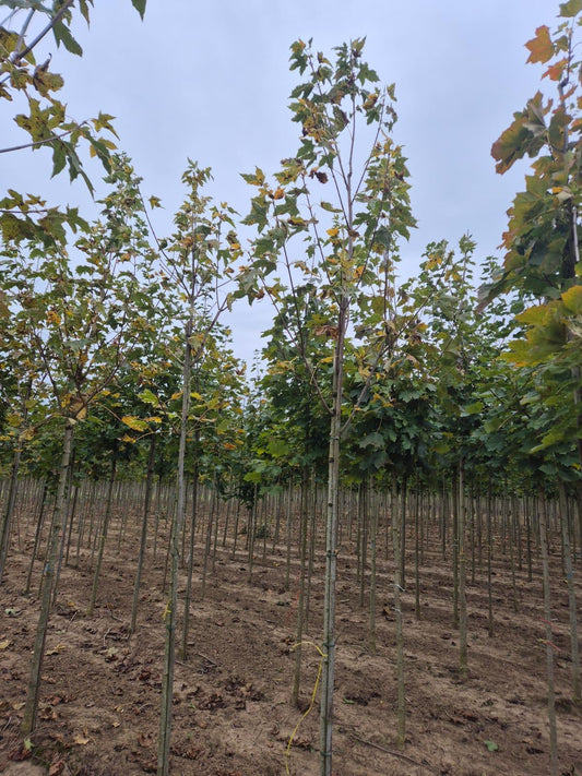 Acer Plat Drummondii 8-10cm Girth