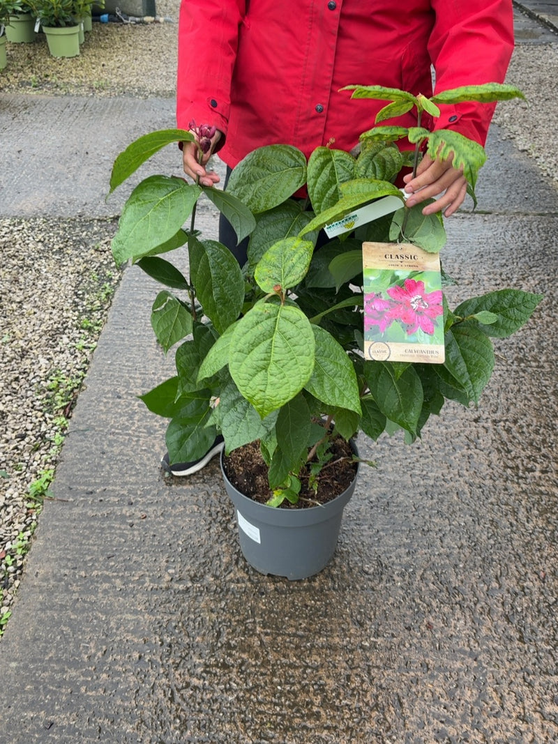 Calycanthus Hartlage Wine 12 Litre 80/100cm