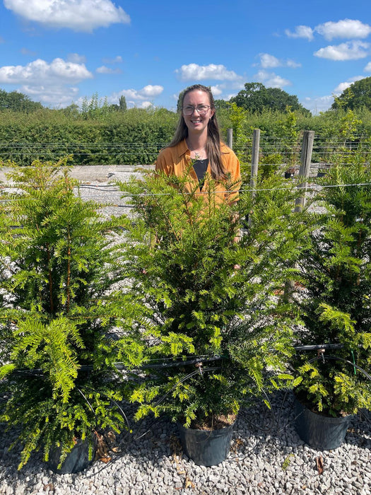 Yew Hedging 7.5 Litre Potted 100/120cm