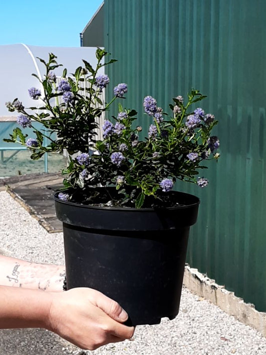 Ceanothus Blue Mound 5 Litre Pot