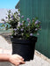 Ceanothus Blue Mound 5 Litre Pot