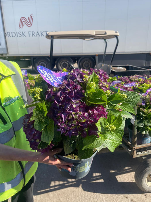 Hydrangea Mac. Deep Purple Dance 5 Litre Pot