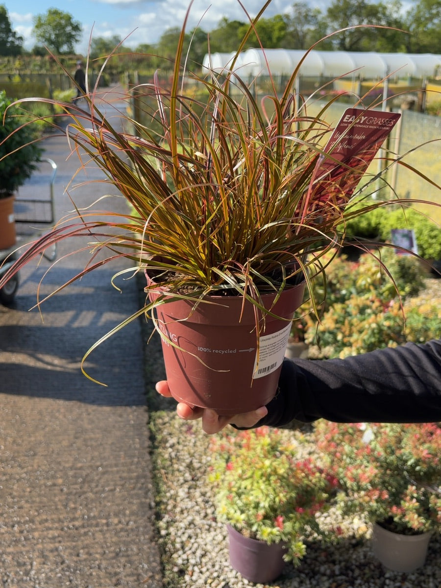 Uncinia Rubra Everflame 2 Litre Pot
