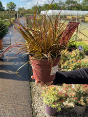 Uncinia Rubra Everflame 2 Litre Pot